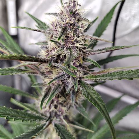 Banana Purple Punch #2 growlog timeline photo