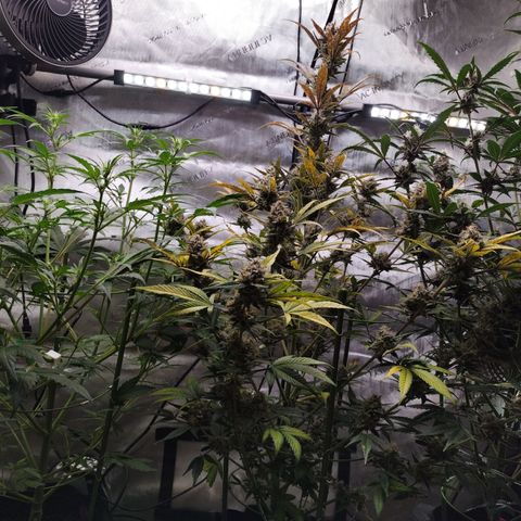 Banana Purple Punch #2 growlog timeline photo