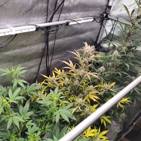 Banana Purple Punch #2 growlog timeline photo