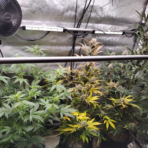 Banana Purple Punch #2 growlog timeline photo