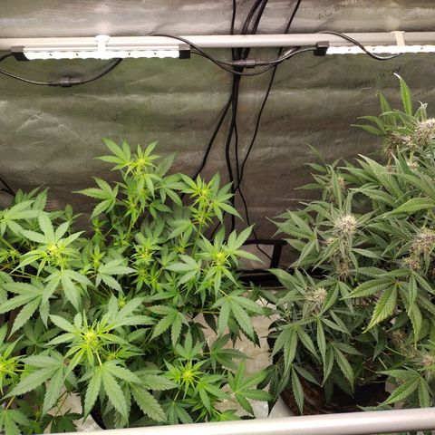 Banana Purple Punch #2 growlog timeline photo
