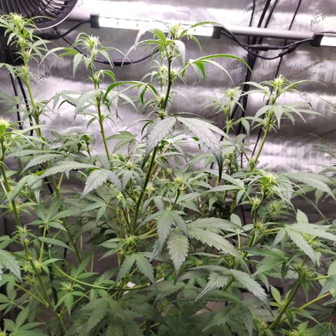 Forbidden Runtz  #1 growlog timeline photo