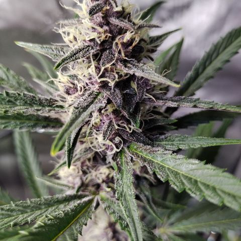 Banana Purple Punch #2 growlog timeline photo
