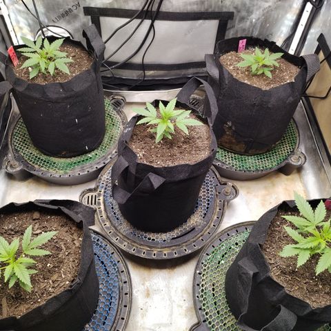 Amnesia Zkittlez  #3 growlog timeline photo