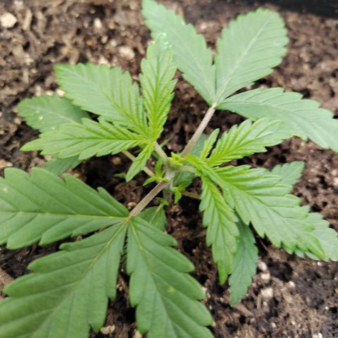 Amnesia Zkittlez  #3 growlog photo: After FIM 