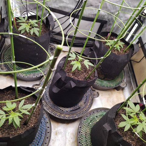 Amnesia Zkittlez  #3 growlog photo: Installed Cages 