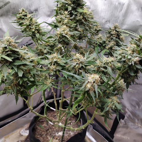 Wedding Glue  #4 growlog timeline photo