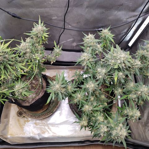 Wedding Glue  #4 growlog photo: Defoliation before harvest 