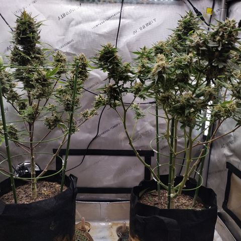 Wedding Glue  #4 growlog photo: Defoliation before harvest 