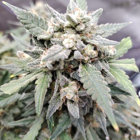 Wedding Glue  #4 growlog timeline photo