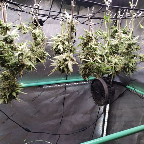 Wedding Glue  #4 growlog photo: Drying Stage started at 1600
