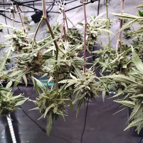 Wedding Glue  #4 growlog photo: Harvest 