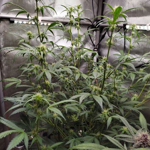 Forbidden Runtz  #1 growlog timeline photo