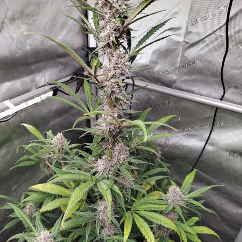 Banana Purple Punch #2 growlog photo: Before Defoliation 