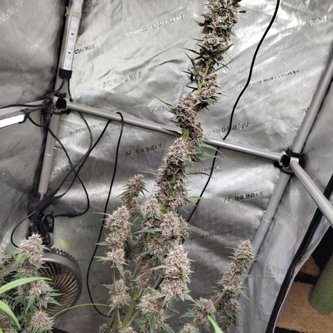 Banana Purple Punch #2 growlog timeline photo