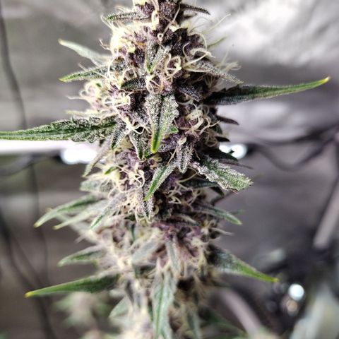 Banana Purple Punch #2 growlog photo: After Defoliation 