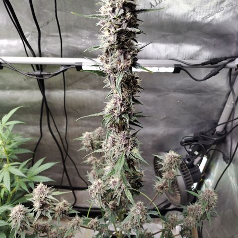 Banana Purple Punch #2 growlog photo: After Defoliation 