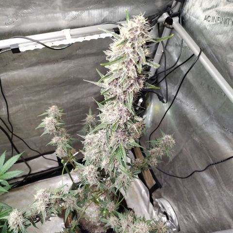 Banana Purple Punch #2 growlog photo: After Defoliation 