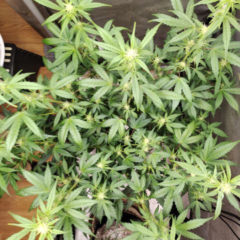Forbidden Runtz  #1 growlog timeline photo