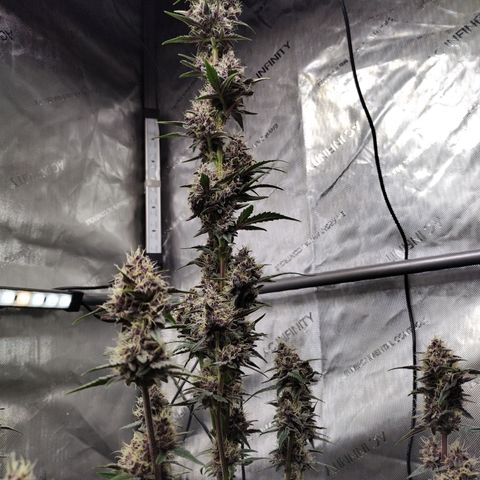Banana Purple Punch #2 growlog photo: After Defoliation 