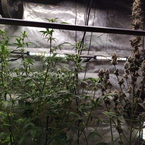 Banana Purple Punch #2 growlog timeline photo
