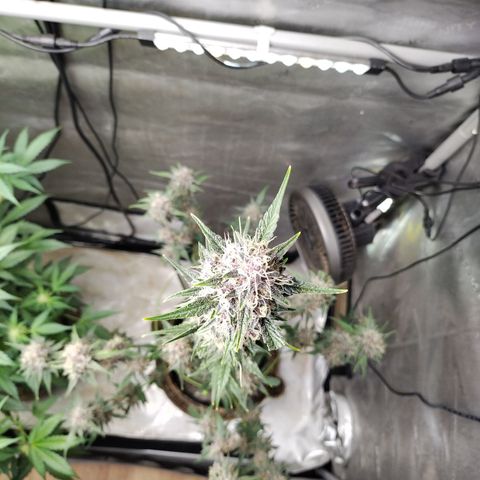 Banana Purple Punch #2 growlog timeline photo