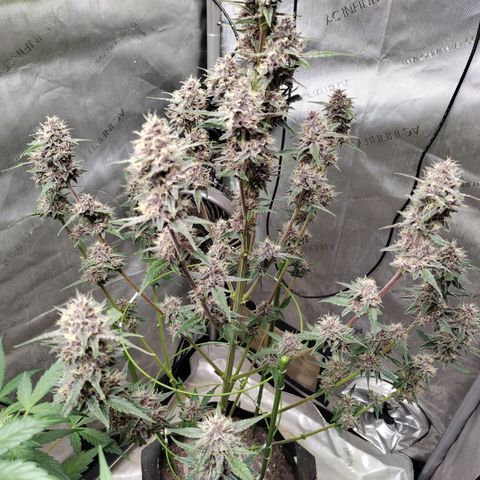 Banana Purple Punch #2 growlog timeline photo