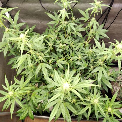 Forbidden Runtz  #1 growlog timeline photo