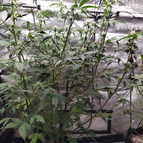 Forbidden Runtz  #1 growlog timeline photo