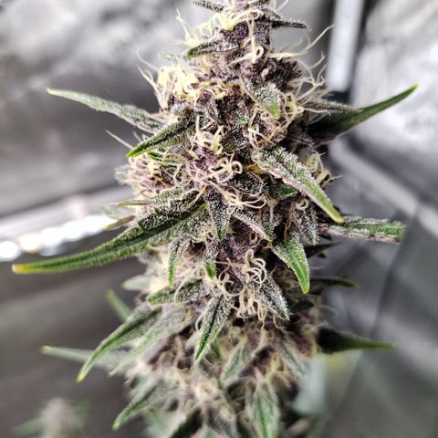 Banana Purple Punch #2 growlog timeline photo