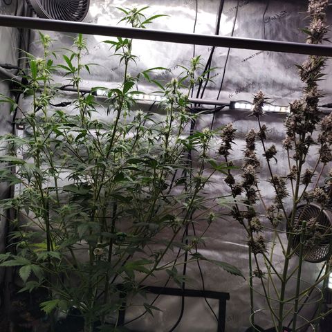 Banana Purple Punch #2 growlog timeline photo