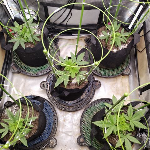 Amnesia Zkittlez  #3 growlog timeline photo