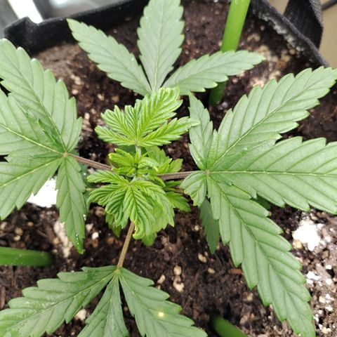 Amnesia Zkittlez  #3 growlog timeline photo