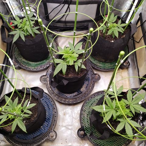 Amnesia Zkittlez  #3 growlog timeline photo