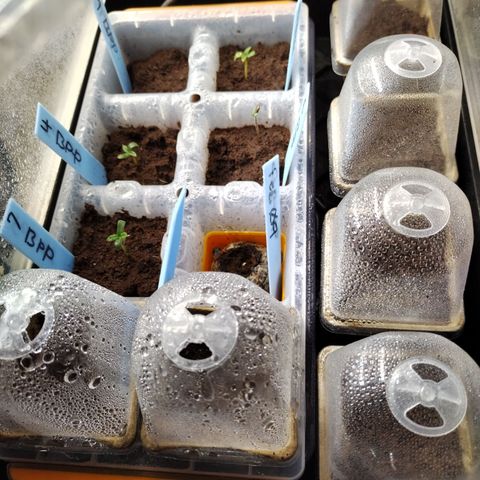 Mix Pack  #3 growlog photo: Wonder Soil Peat Pots DAY ONE 