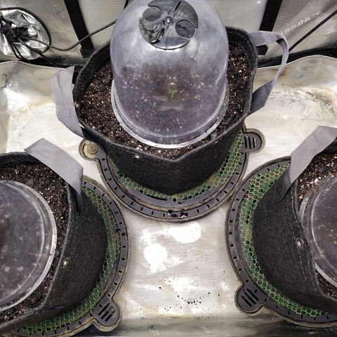 Banana Purple Punch  #4 growlog photo: 3 gal fabric pots DAY ONE 