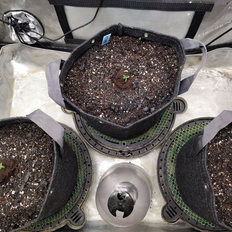 Banana Purple Punch  #4 growlog photo: 3 gal fabric pots DAY ONE 