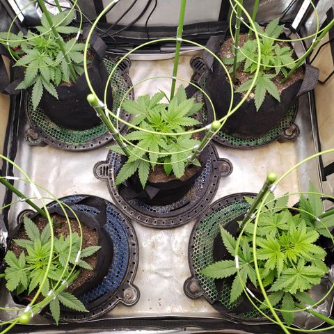 Amnesia Zkittlez  #3 growlog timeline photo