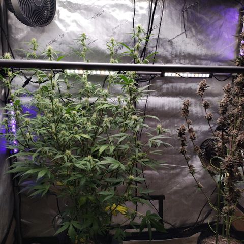 Banana Purple Punch #2 growlog timeline photo