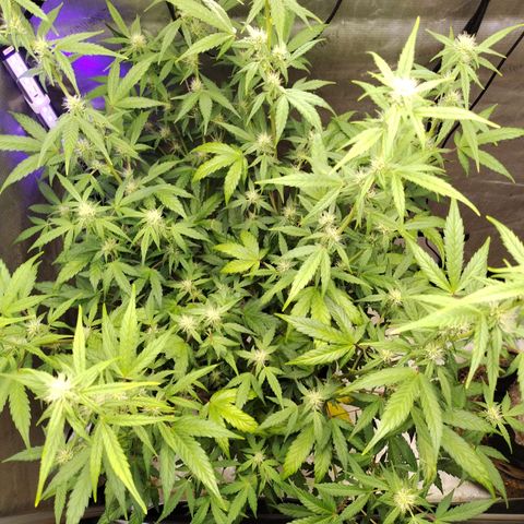 Forbidden Runtz  #1 growlog timeline photo