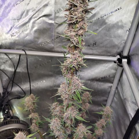 Banana Purple Punch #2 growlog timeline photo