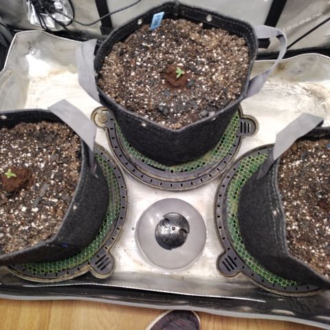 Banana Purple Punch  #4 growlog timeline photo