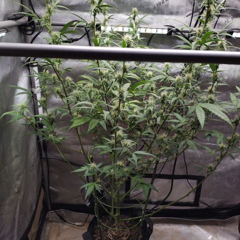 Forbidden Runtz  #1 growlog photo: After Defoliation 
