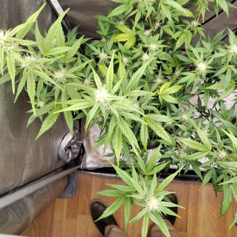 Forbidden Runtz  #1 growlog photo: After Defoliation 