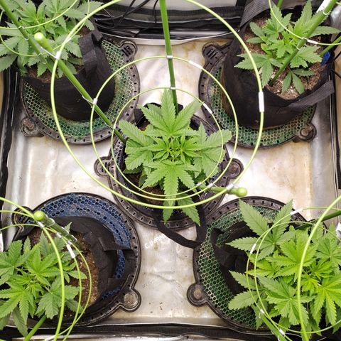 Amnesia Zkittlez  #3 growlog timeline photo