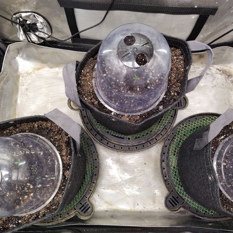 Banana Purple Punch  #4 growlog timeline photo