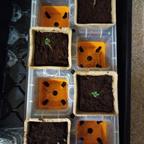 Mix Pack  #3 growlog photo: Ready to transplant 