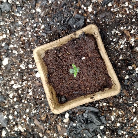 Mix Pack  #3 growlog photo: 3 gal fabric pot DAY ONE 