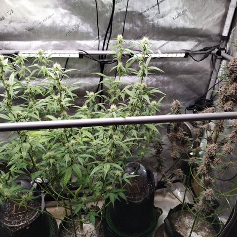 Mix Pack  #3 growlog timeline photo