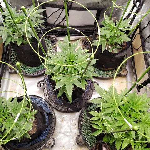 Amnesia Zkittlez  #3 growlog timeline photo